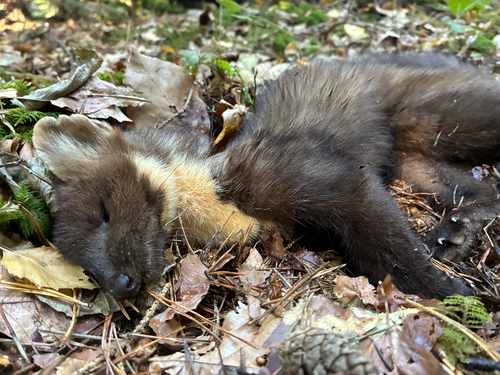Eurasian Pine Marten