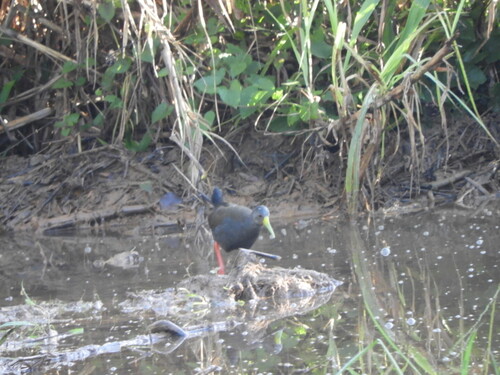 Blackish Rail