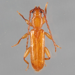 Smodicum cucujiforme