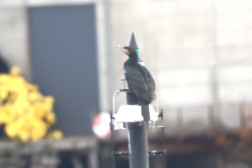 Great Cormorant