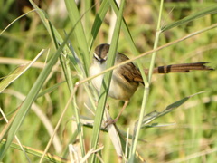 Prinia subflava pondoensis