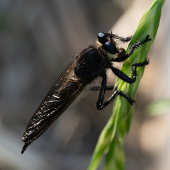Promachus painteri