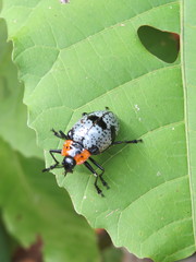 Cypherotylus vicinus