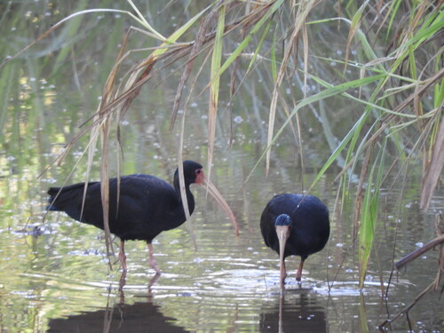 Bare-faced Ibis