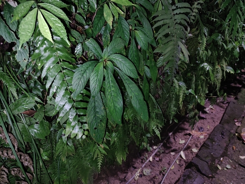 Rhynchotechum discolor observed 2026-10-06