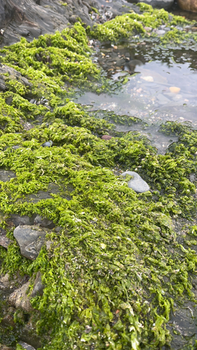 Ulva intestinalis observed 2026-10-06