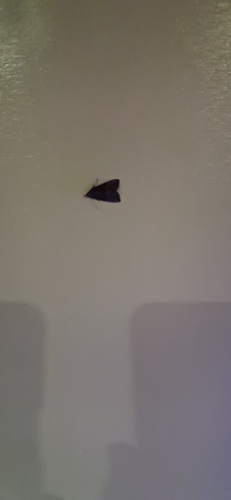 Green Cloverworm Moth