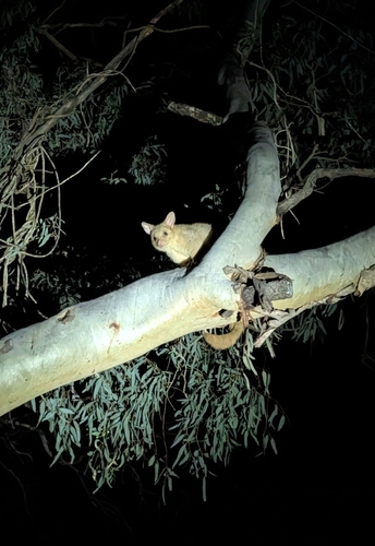 Eastern Brush-tailed Possum