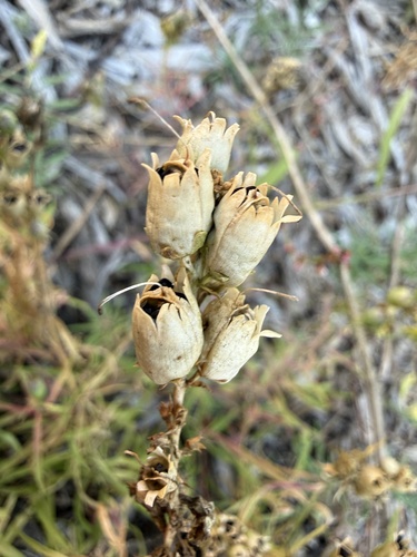 common toadflax