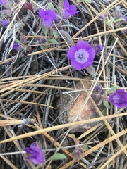 Phacelia curvipes