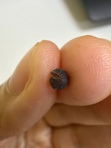 Little Sea Pill Woodlouse