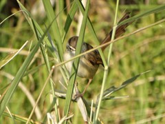 Prinia subflava pondoensis