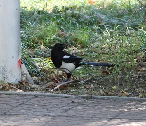 Oriental Magpie