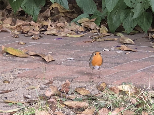 European Robin