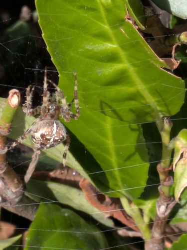 Cross Orbweaver