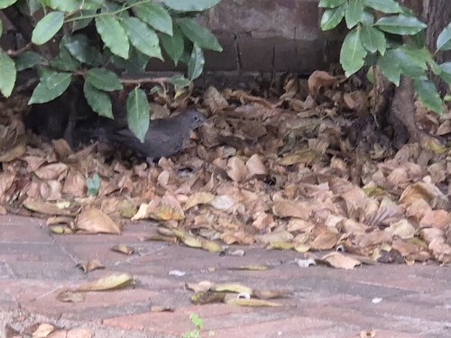 Eurasian Blackbird