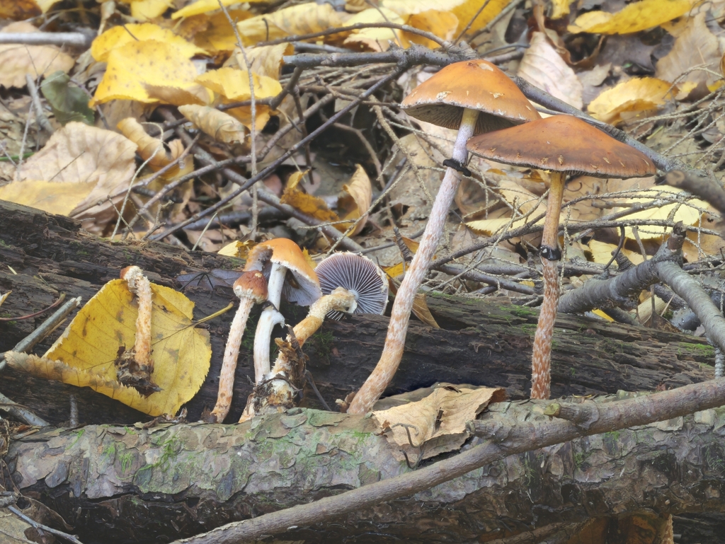 Leratiomyces squamosus