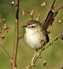Prinia subflava pondoensis