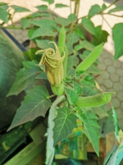 Datura