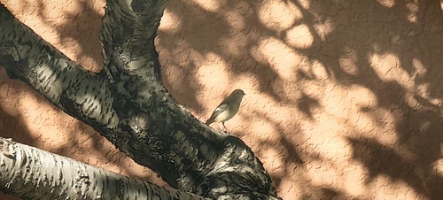Daurian Redstart