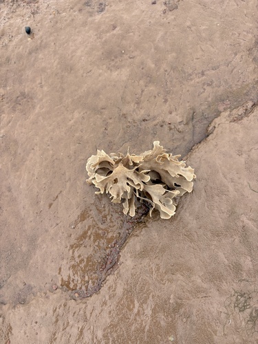 Bryozoa observed 2026-10-05