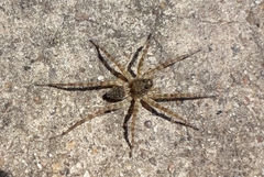 Lycosidae