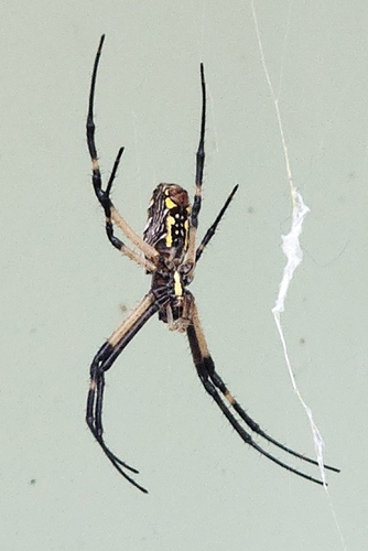 Yellow Garden Spider