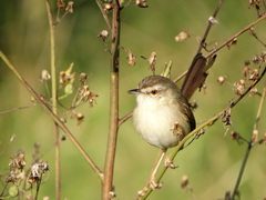 Prinia subflava pondoensis