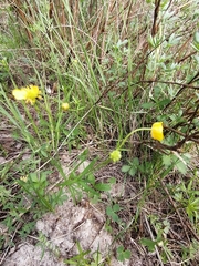 Ranunculus pedatifidus