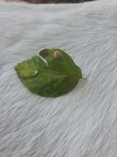 Beech Gall Midge