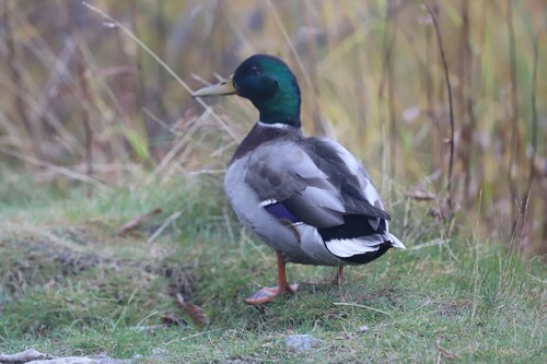 Mallard