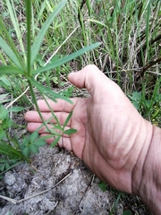 Ranunculus pedatifidus
