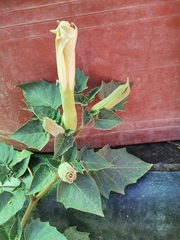 Datura