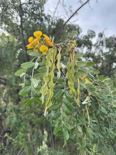 Sophora chrysophylla observed 2026-09-24
