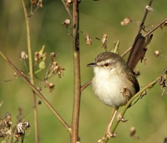 Prinia subflava pondoensis