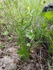 Ranunculus pedatifidus