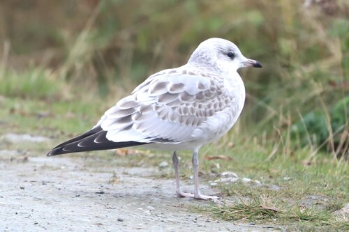 Common Gull