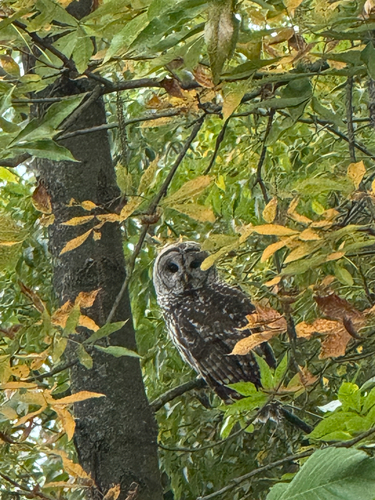 Barred Owl