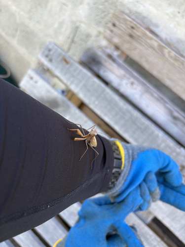 European Mantis