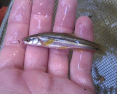 Chrosomus erythrogaster