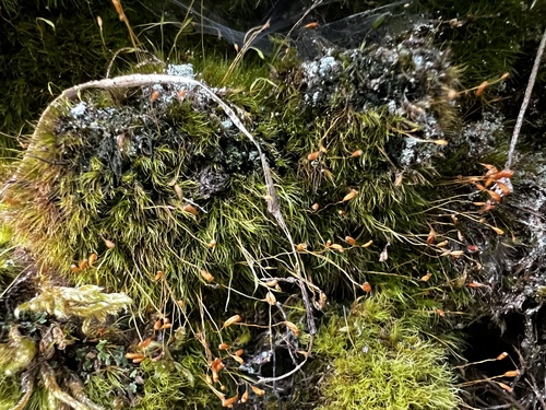 Dicranella heteromalla observed 2026-10-05
