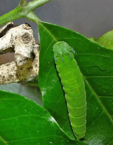 White-barred Emperor