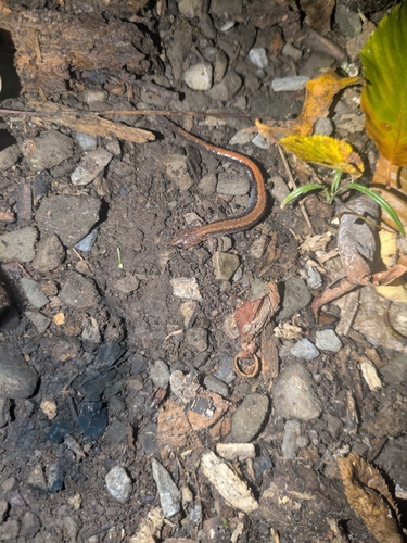 Eastern Red-backed Salamander