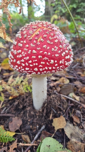 Fly Agaric