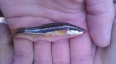 Chrosomus erythrogaster