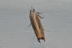 Parapediasia decorellus