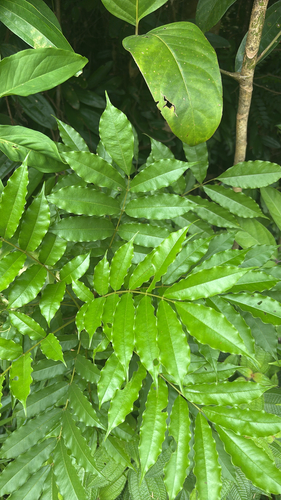 Andira inermis observed 2026-10-06