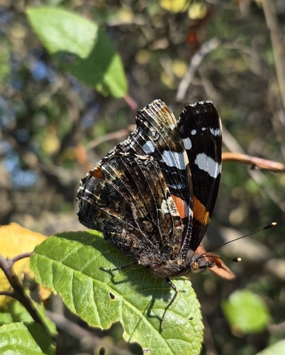 Red Admiral