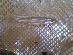 Chrosomus erythrogaster