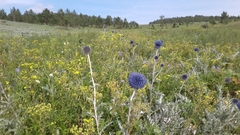 Echinops latifolius